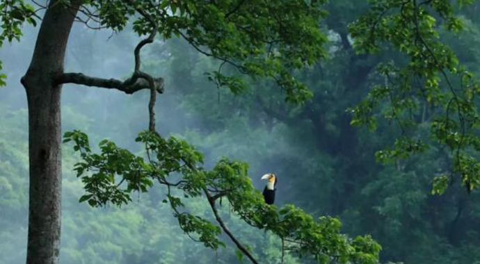 德宏州盈江县积极“引智”参与林业碳汇开发生态产品价值实现案例