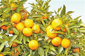 http://yndaily.yunnan.cn/images/1/yndaily/2018-07/23/06/2018072306_res16_attpic_icon.jpg