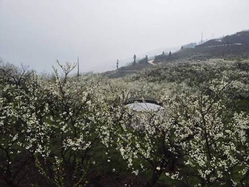 图为土地整治项目区一角