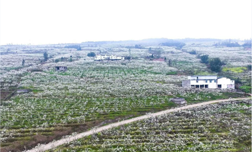 图为绥江县新滩土地整治项目区万亩李园